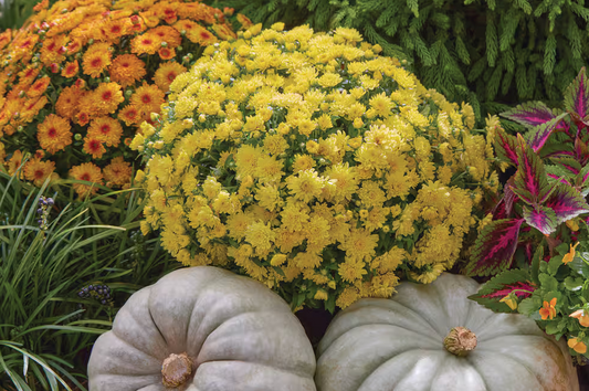 Potted Mums | Fall Porch Styling add-on