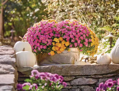 Potted Mums | Fall Porch Styling add-on