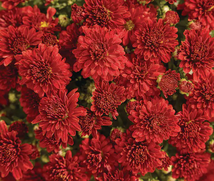 Potted Mums | Fall Porch Styling add-on